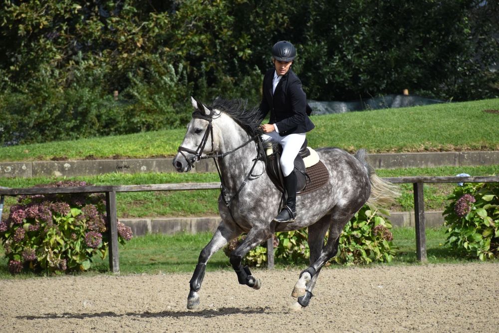 Égua Luso- Arabe 8anos