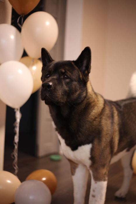 Вʼязка  американська акіта