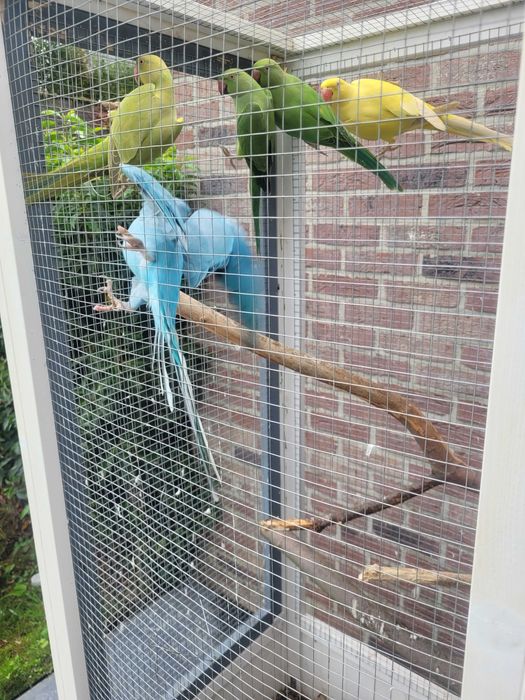 Papugi Aleksandretty obrożne