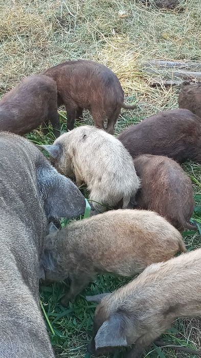 Поросята кармали