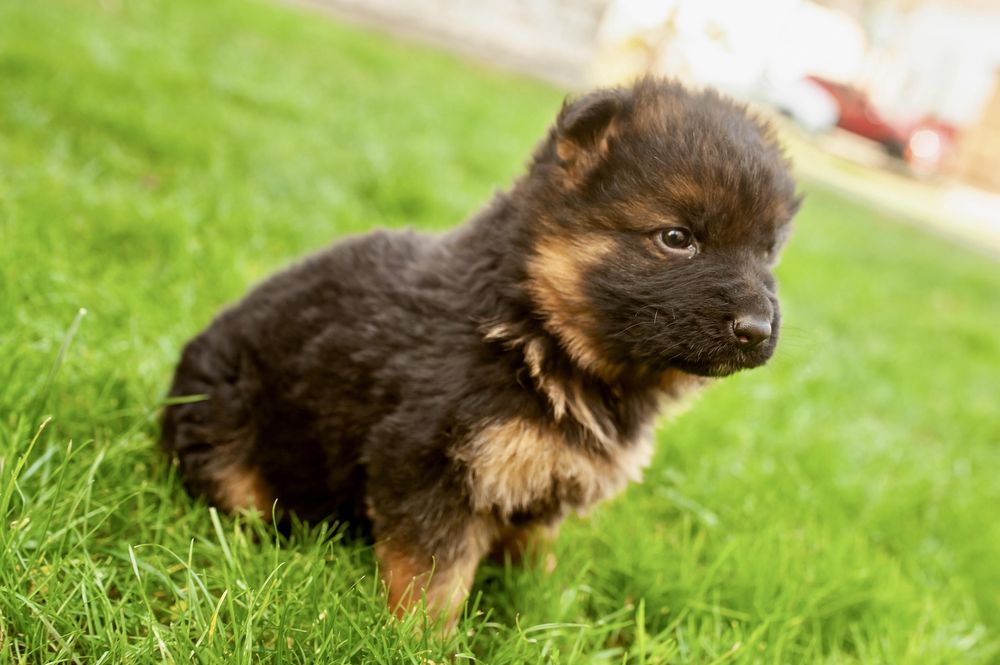 Німецька Вічарка