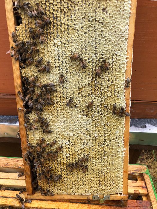 Miód od pszczelarza