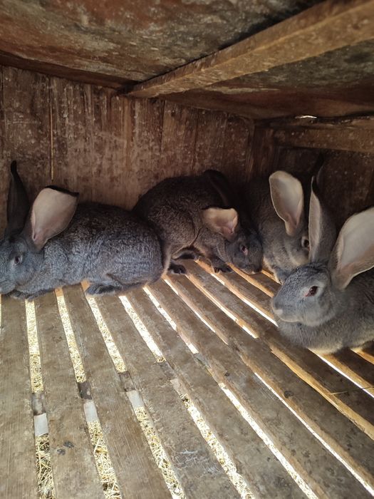 Продам кролів європейська шиншила