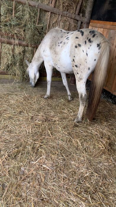 Klacz kuc feliński tarant