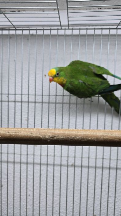 Barraband aves novas