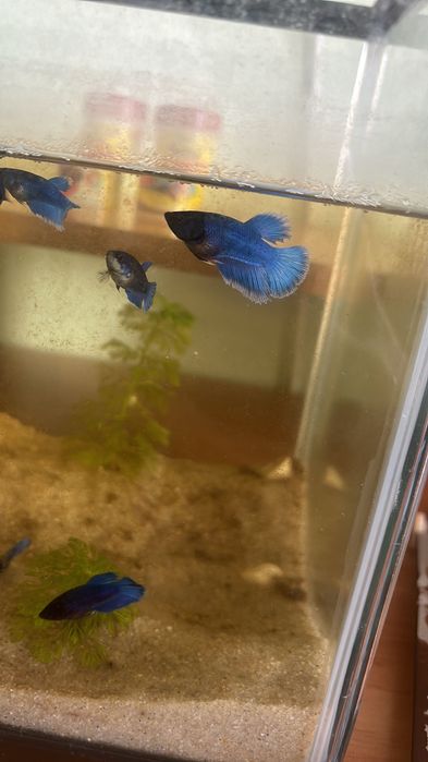 Peixes bettas