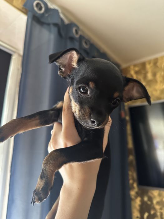 Американський той-терʼєр