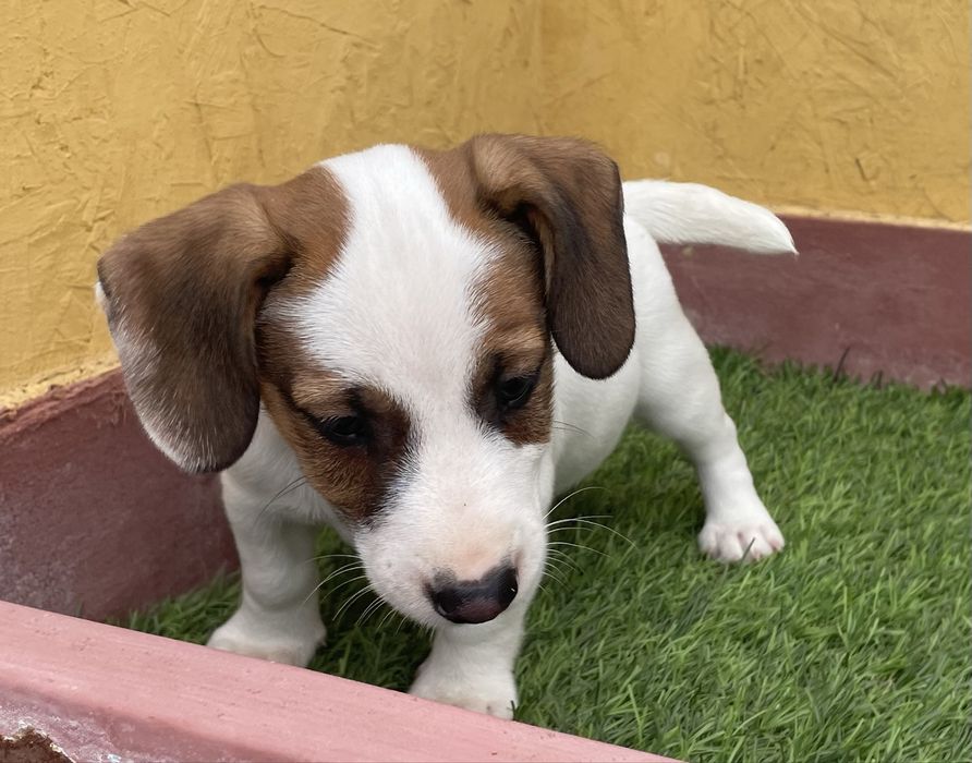 Cachorro Jack Russell