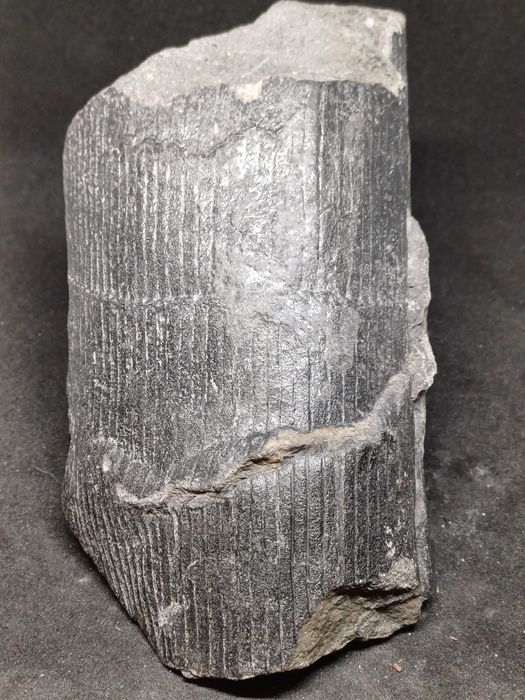 Piekny Calamites. Kop Sosnowiec