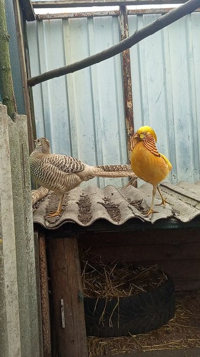 Срібні та лимонні фазани (молодняк)