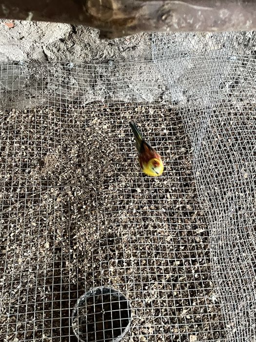 Red rumped macho e fêmeas