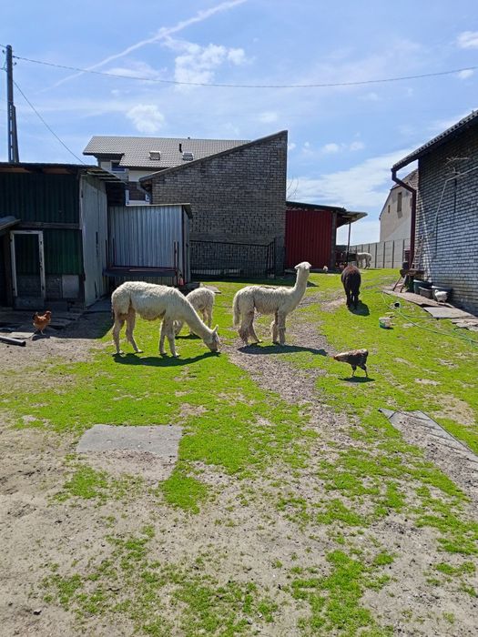 Alpaki białe i czarne samce i samica