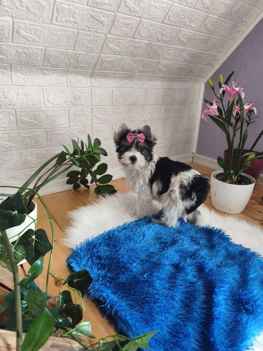 Yorkshire terrier biewier śliczna sunia