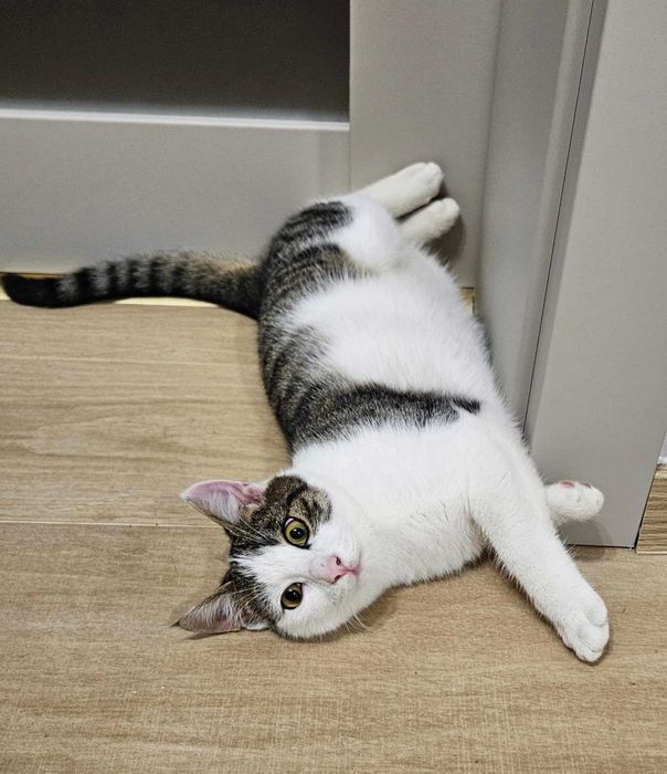 Zeus kocha ludzi, kocha koty, kocha zabawki