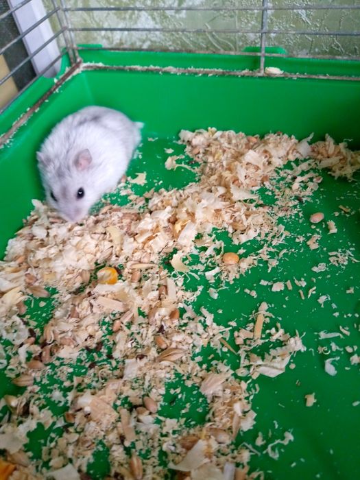 Хомячки Кременчуг