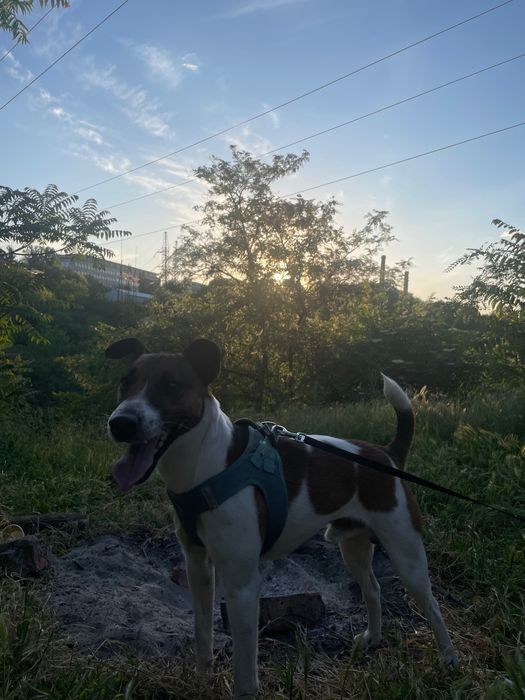 Фокстерьер, вязка