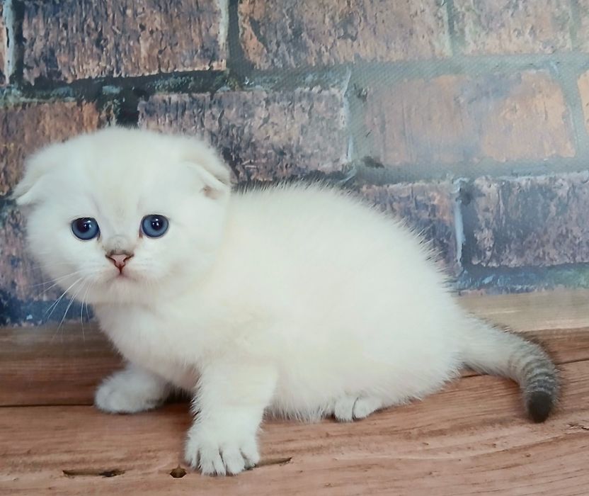 Шиншила колор-поінт