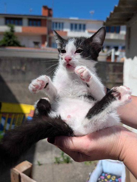 Gatinhos para adoção