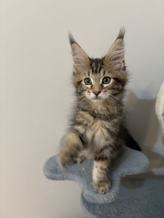 Kocurek  Maine Coon