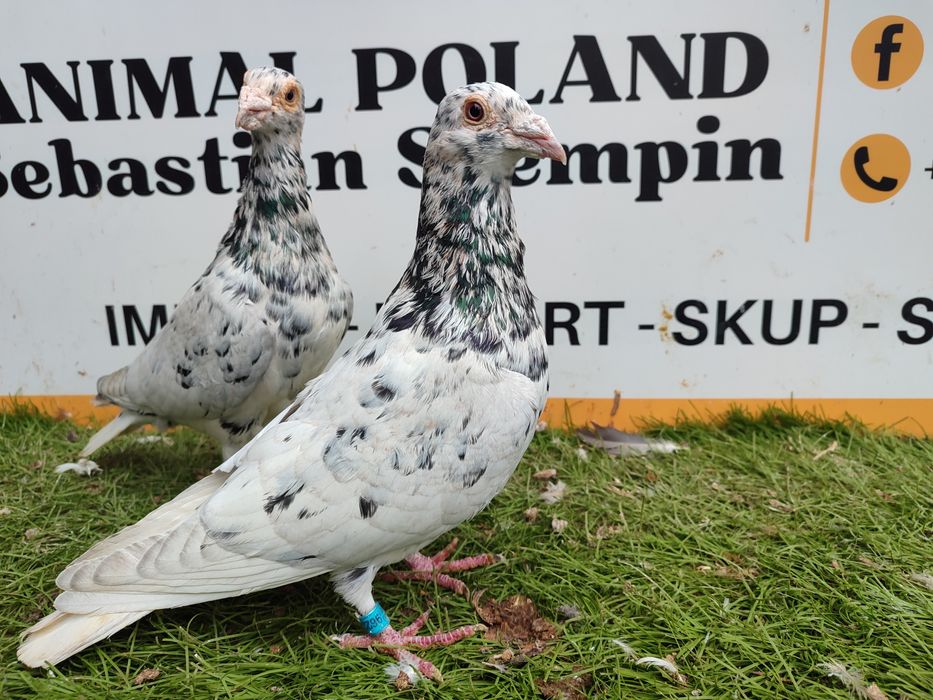 Gołębie. Pocztowy. Pocztowe. Almond. Możliwy transport