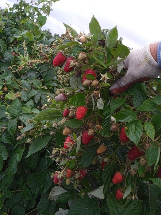 Продам Саджанці малини ремонтатного сорту