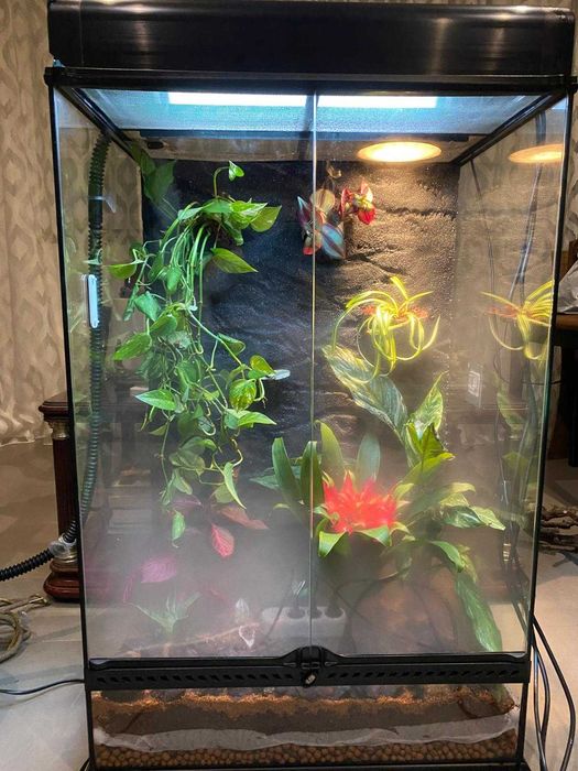 Terrário (Terrario para réptil como camaleão)