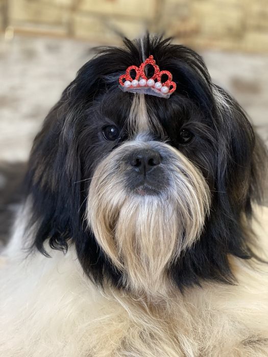 Цуценята ши тцу з документами КСУ