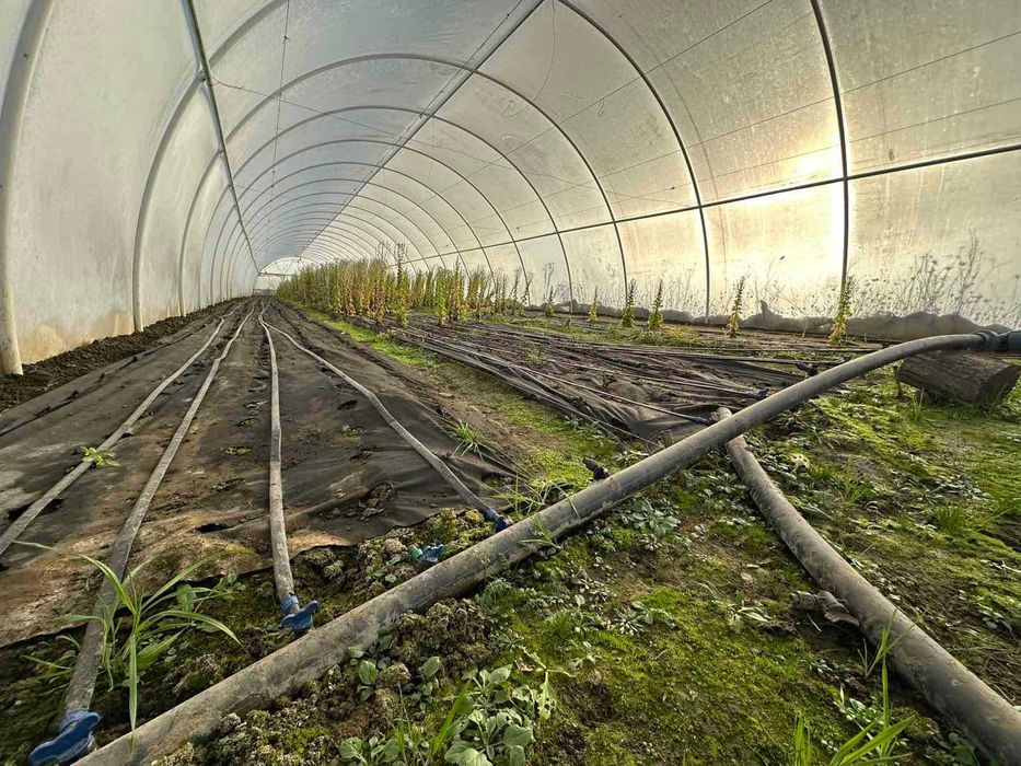 Перспективна ділянка з теплицями для успішного агробізнесу