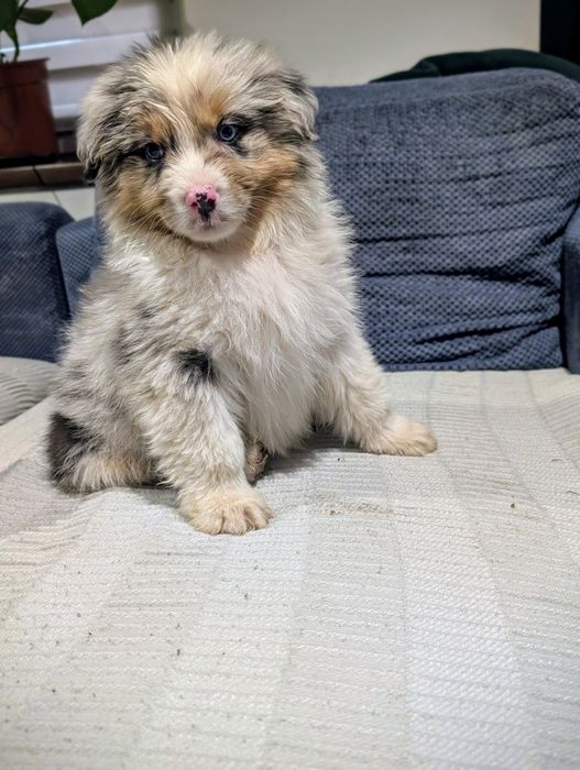 Piesek owczarek australijski blue merle