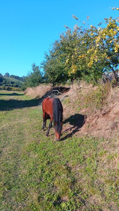 Cavalos garranos