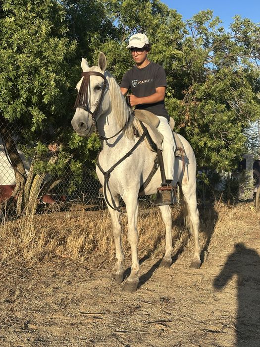 Cavalo de confiança Montado