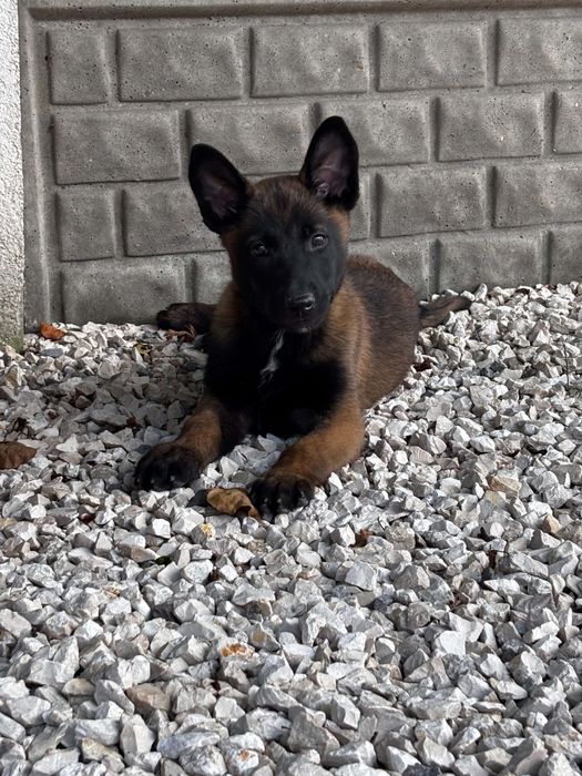 Owczarek belgijski malinois suczka