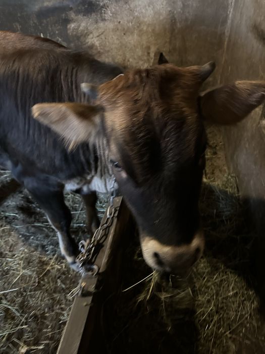 Телиця вісім місяців