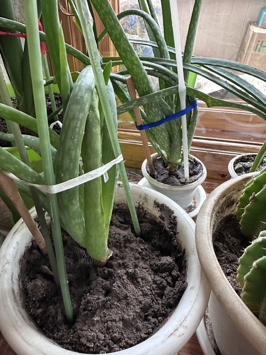 Алое вера молодые и 3летние