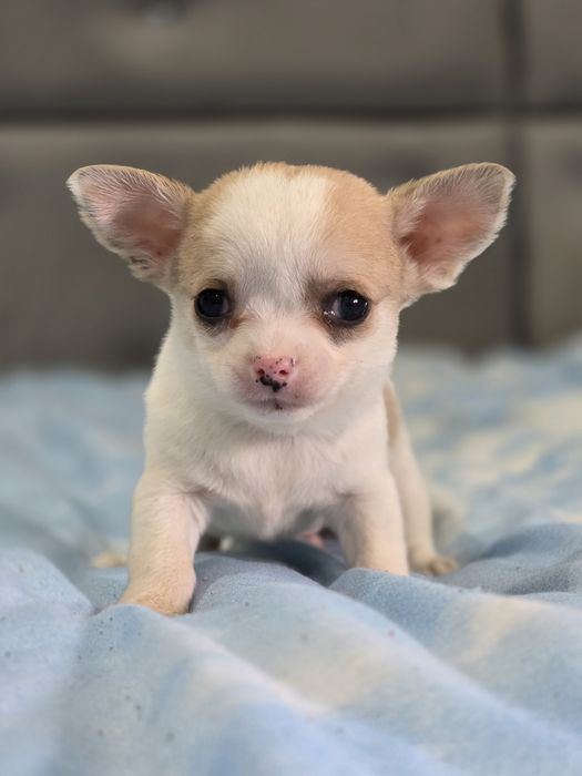 CHIHUAHUA piesek szczenię do rezerwacji maluszek