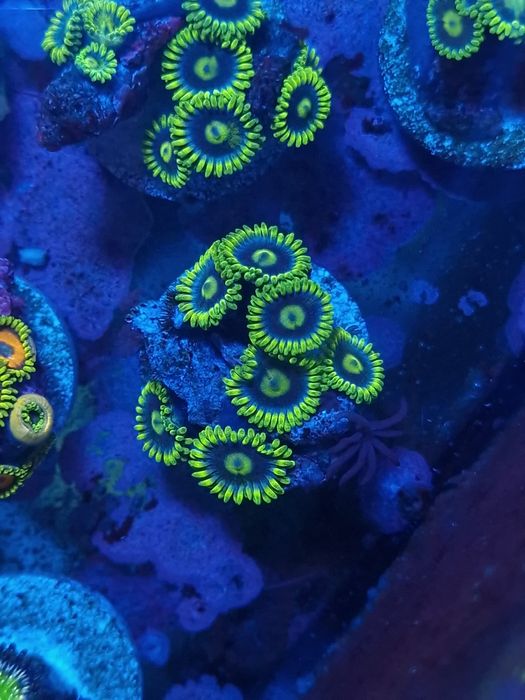 Corais zoantus de agua salgada