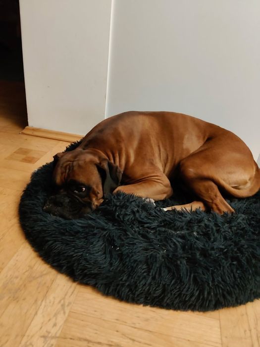 Oddam Psa Boksera w dobre ręce