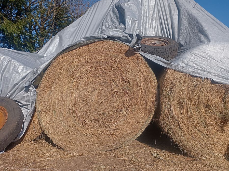 SPRZEDAM SIANO 2025, roz.130. Cena 100 zł.