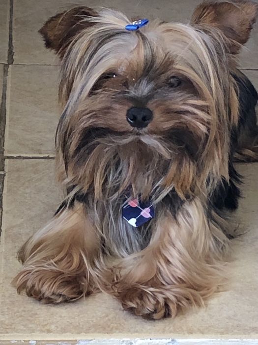 Yorkshire Terrier Puro