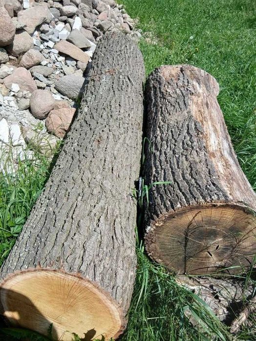 Drewno drzewo dębina dąb dębinka drzewa pień bal bale