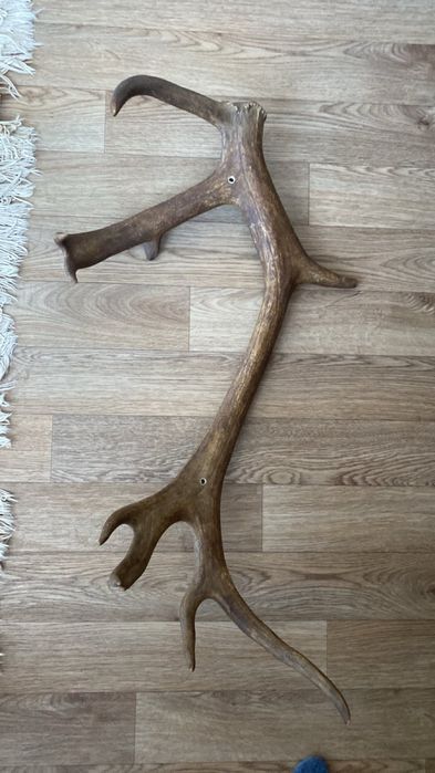 Продам рога оленя