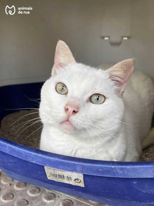 Suspiro | Para Adoção