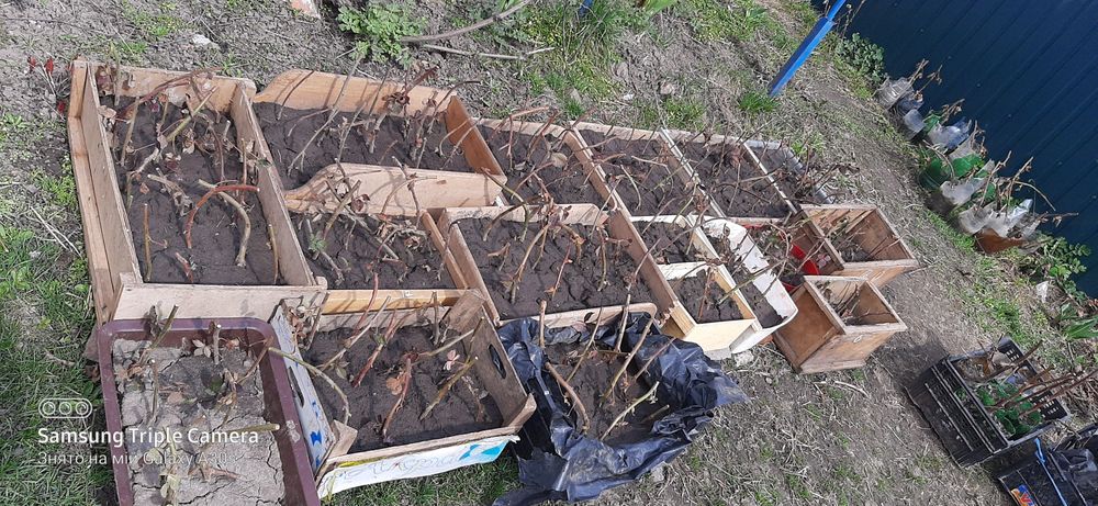 Продам саджанці ожини