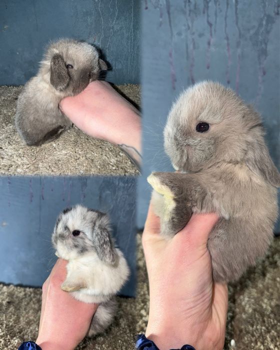 Mini Lop Królik Miniaturka Mini Lopy Teddy Króliki