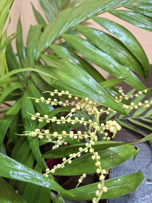 Пальма хамідорея квітуча