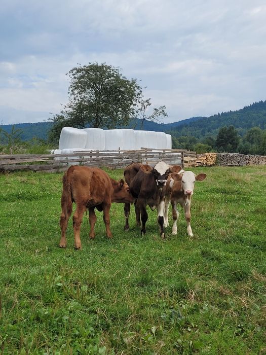 Góralska Zagroda, nocleg w domku nad jeziorem Czorsztyńskim