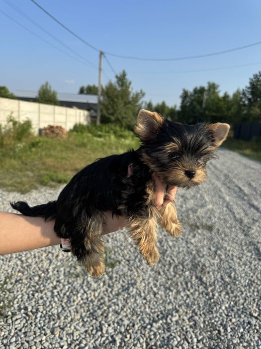 Лагідний хлопчик міні йоркширського тер’єра, 2,5 місяці