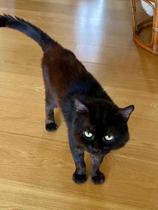 Gato para adoção responsável