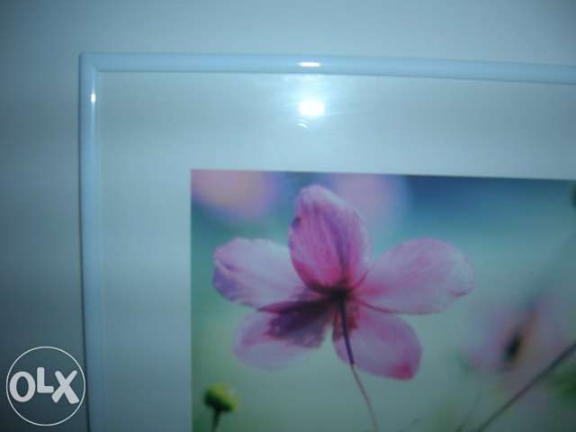 Conj. 3 quadros flores rosa - novos