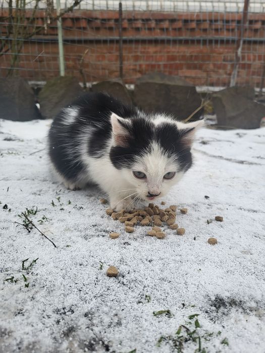 Безкоштовно віддам маленьких котят